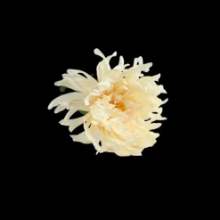 Blomst i Cream Farve. 63cm