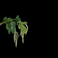 Grass (H85cm) Lysegrøn