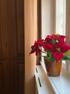 Kunstig Julestjerne i Potte Rød (40cm)