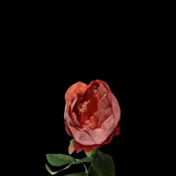 Pæon Blomst (H57cm) Rød