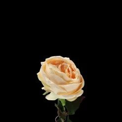 Rose i Champagne Farve. 68cm